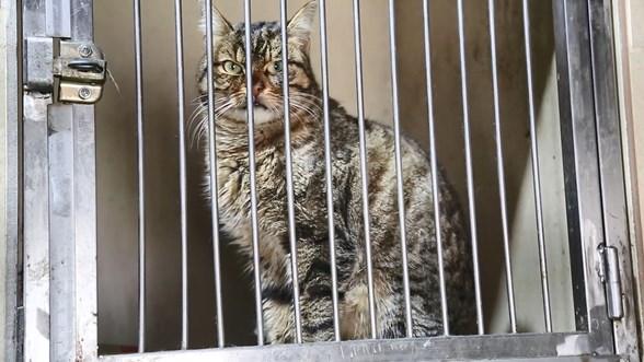 sokak kedilerinde olumcul ve bulasici