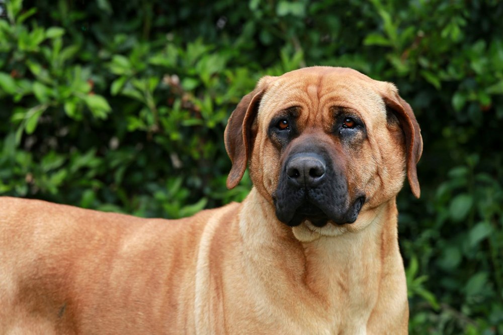 Çene Gücü Şampiyonları: Türk Kangalı ve Köpekler Dünyasının En İnanılmaz Isırıkları 78 s6tmRhheOk6RLFWOqF 35w