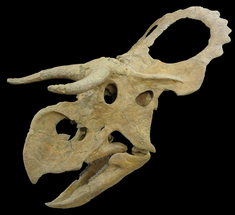 'Koca burunlu' yeni bir dinozor türü bulundu - 1