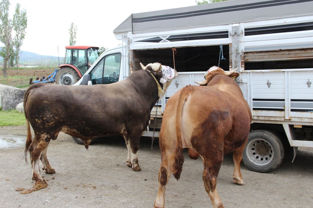 1 ton 150 kilogram tartısında: "Paşa" 380 bin TL'ye alıcısını bekliyor 74 s7fFYvaeT0qEJtggSuGTww