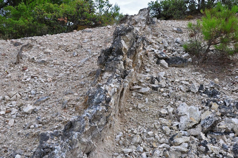 21 milyon yıllık fosil ağaç ormanı tehlikede - 13