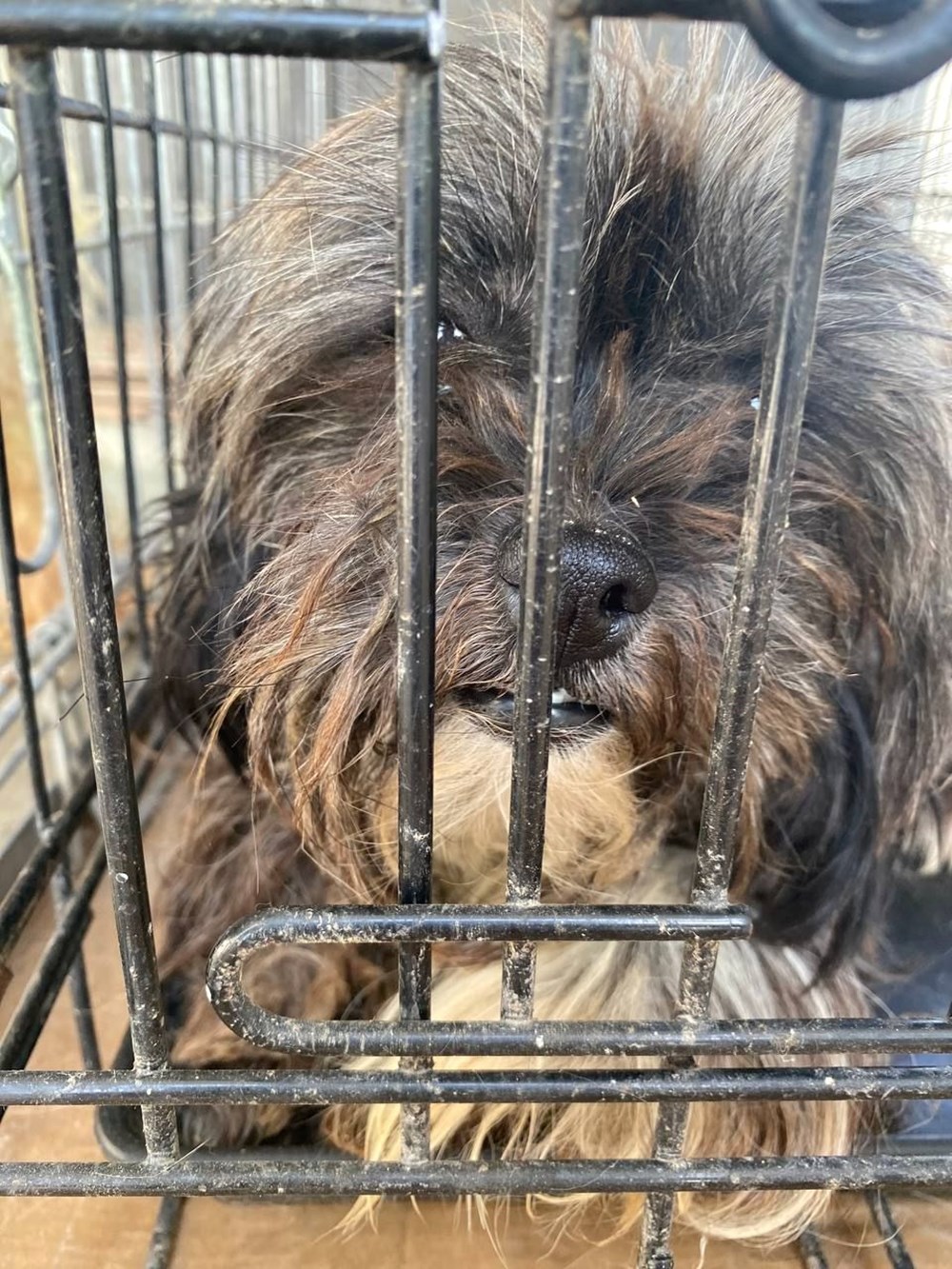 Boş çiftlikte 16 köpek ölüme terk edildi - 3