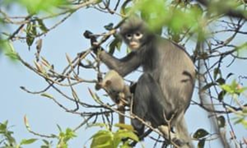 Bilim insanları nesli tükenme tehlikesinde bulunan yeni bir maymun türü keşfetti - 4