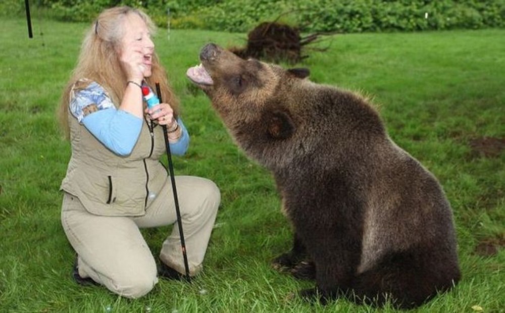 Медведь домой