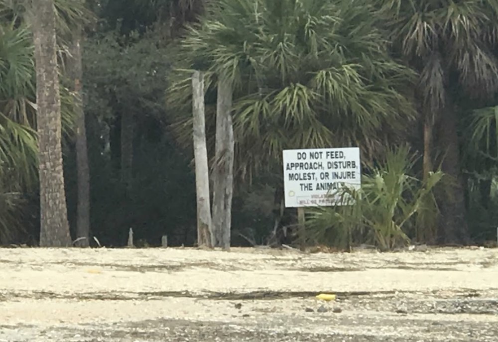 4 binden fazla vahşi maymuna ev sahipliği yapan "Maymun Adası" hakkında bilmedikleriniz - 4