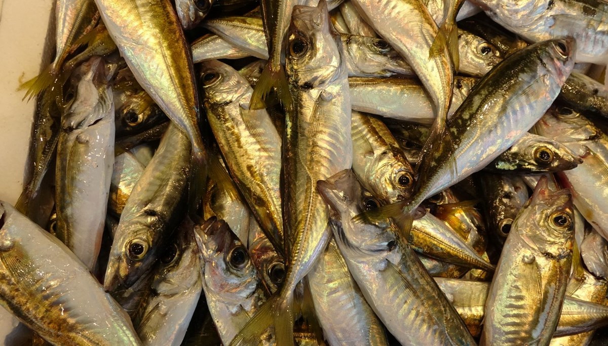 Balıkçılar sezona istavritle başladı, palamut avı beklentileri karşılamadı