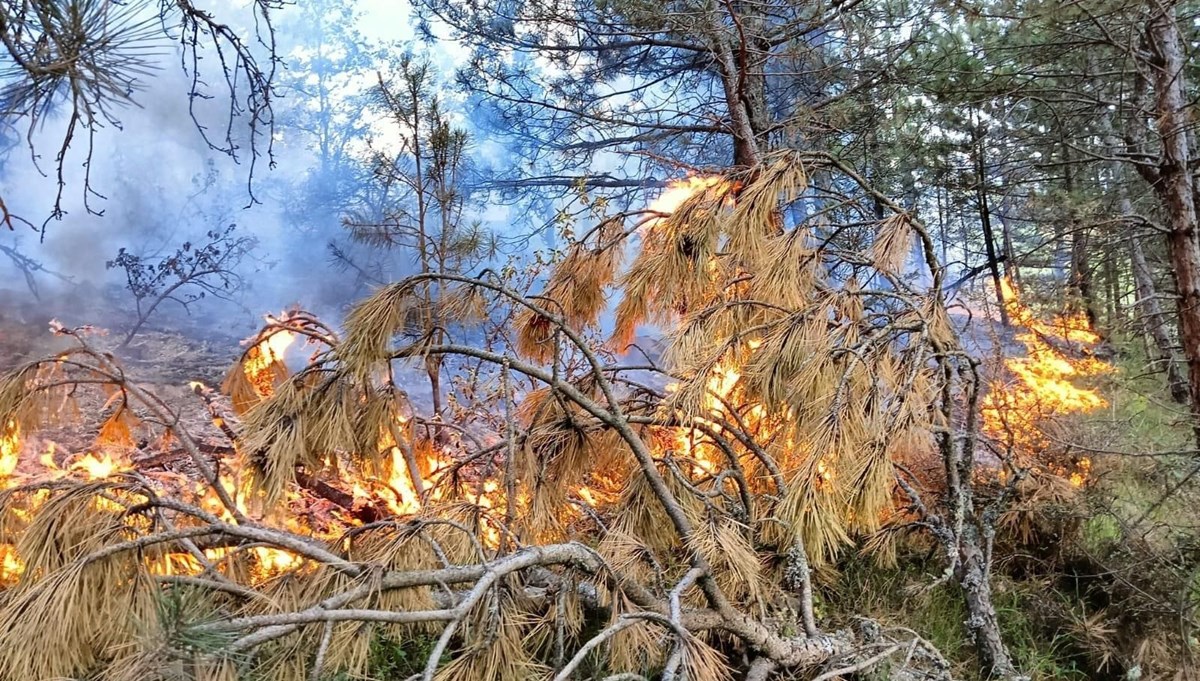 Kastamonu'da çıkan orman yangını büyümeden söndürüldü