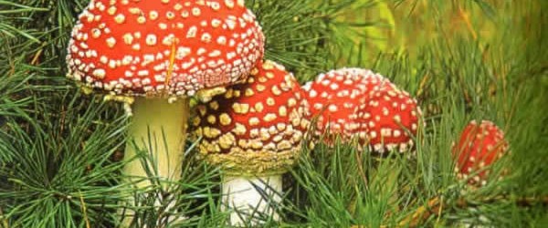 �Mantarı günlük tüketin� Sağlık Haberleri NTV