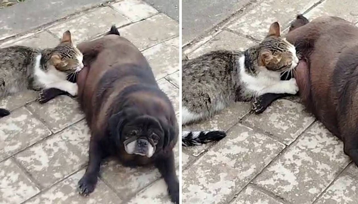 Köpek kediyi sokak ortasında emzirdi