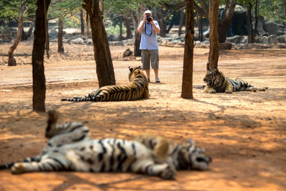 Tiger and his priests live together in this temple - 4