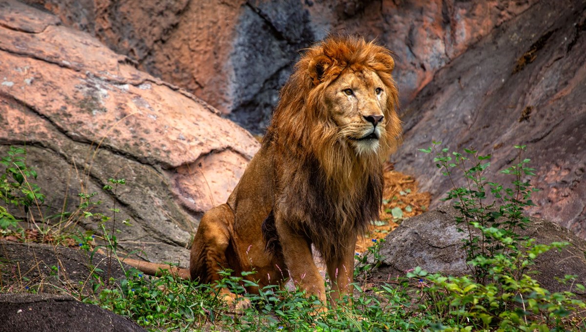 Rüyada aslan görmek ne anlama gelir?