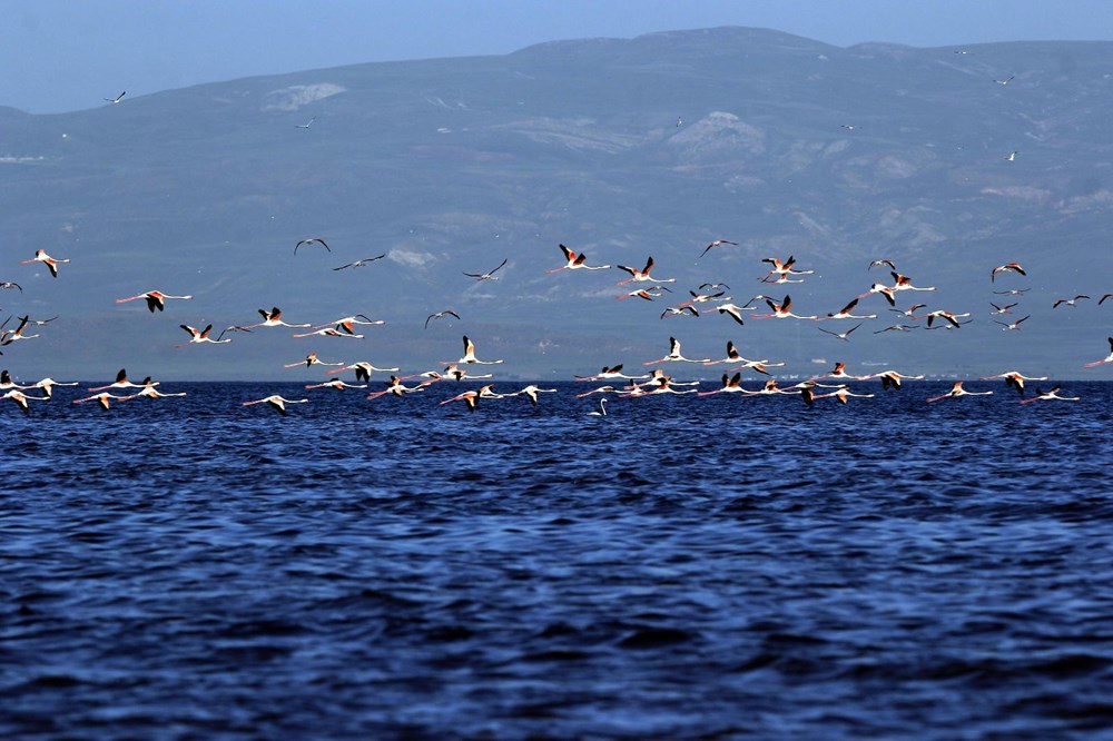 Van Gölü'nde flamingo şöleni - 10