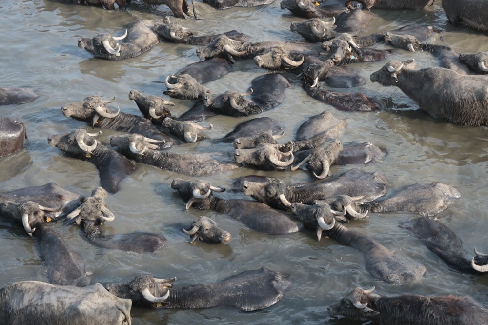 Afrika Serengeti Parkı değil Balıkesir Ovası - 6