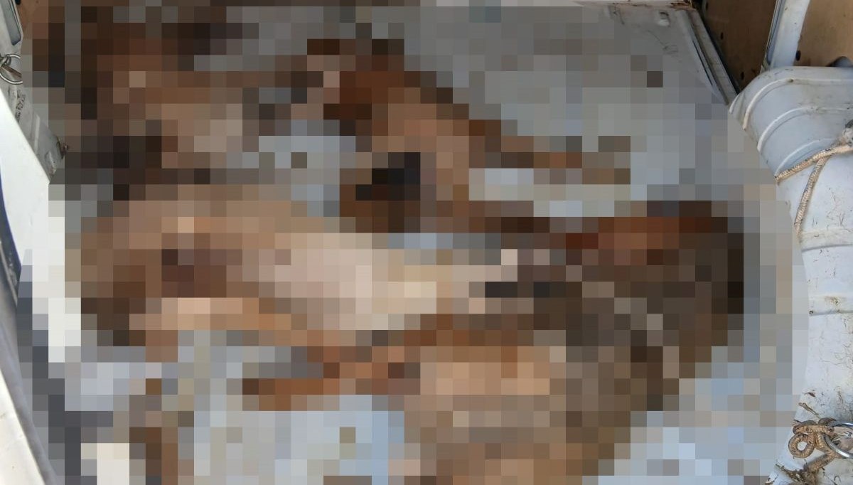 Nakil aracında 4 köpek öldü