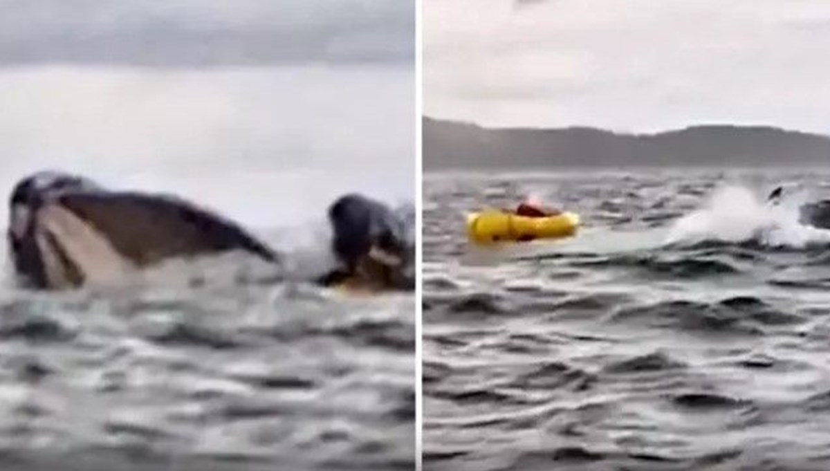 Gerçek olabilir mi? Balina kanocuyu yuttu, sonra tükürdü Gerçek olabilir mi? Balina kanocuyu yuttu, sonra tükürdü