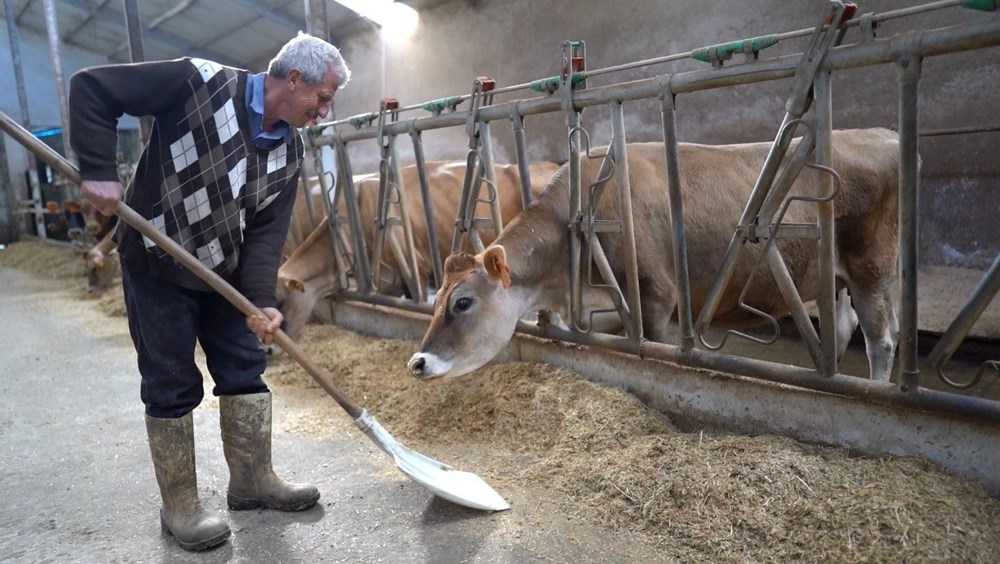 Trabzon'da Hayvancılıkta Yeni Dönem: Jersey Sperması Umut Oldu 72