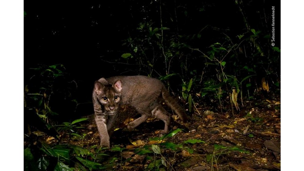 Yılın Vahşi Yaşam Fotoğrafı finalistleri belli oldu (Wildlife Photographer of the Year) - 23