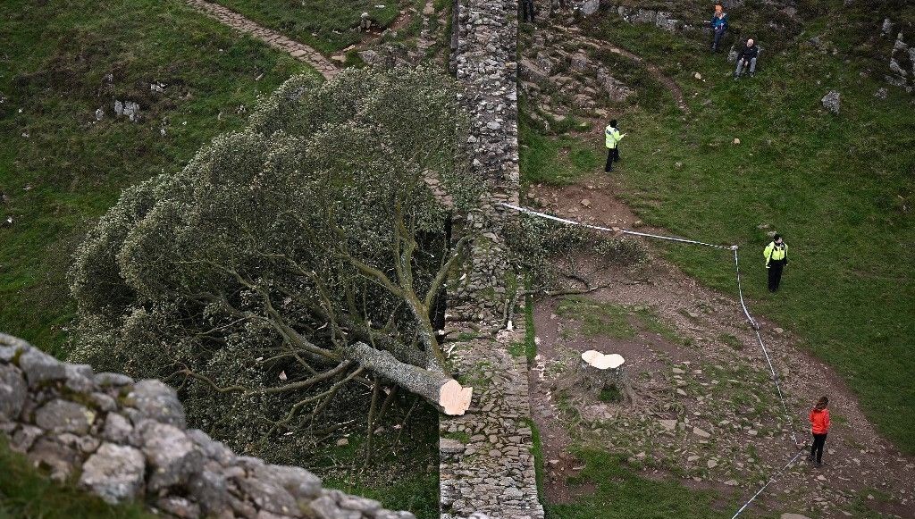 Robin Hood ağacını kesen iki kişi cezalandırıldı