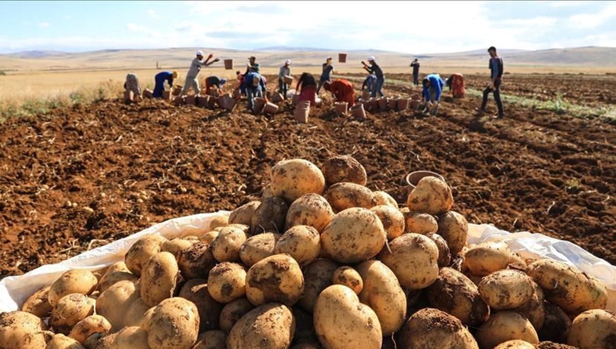 Mayısta fiyatı en fazla artan ürün patates ve bazı yumru bitkiler oldu Mayısta fiyatı en fazla artan ürün patates ve bazı yumru bitkiler oldu