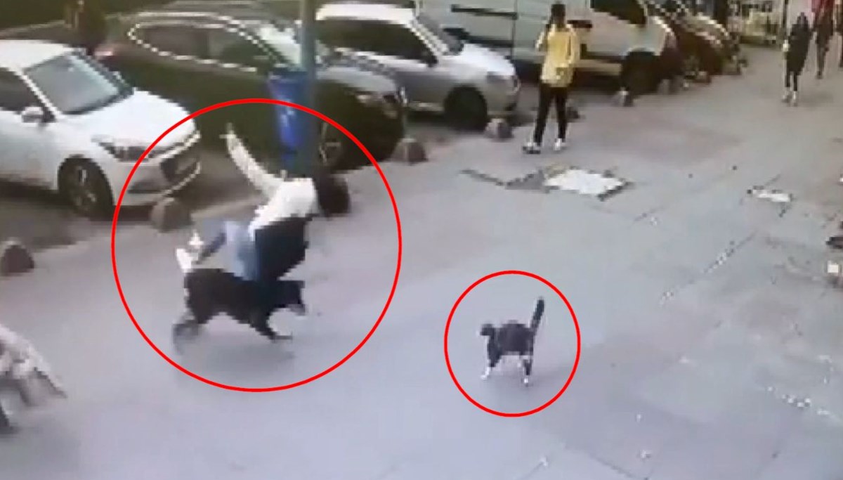 Kediden kaçan köpek çarptığı kadını düşürdü