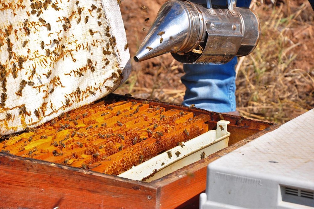 Gramını 700 liradan arı zehri ihraç ediyor - 8