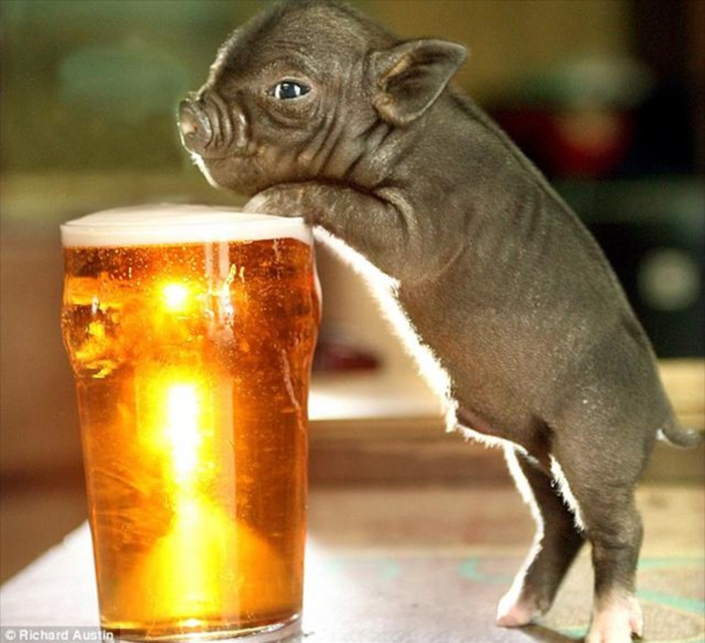 Рыжий котенок в бокале. Кошка в стакане. Животные бакалах. Котенок в стакане. Кот с бокалом.