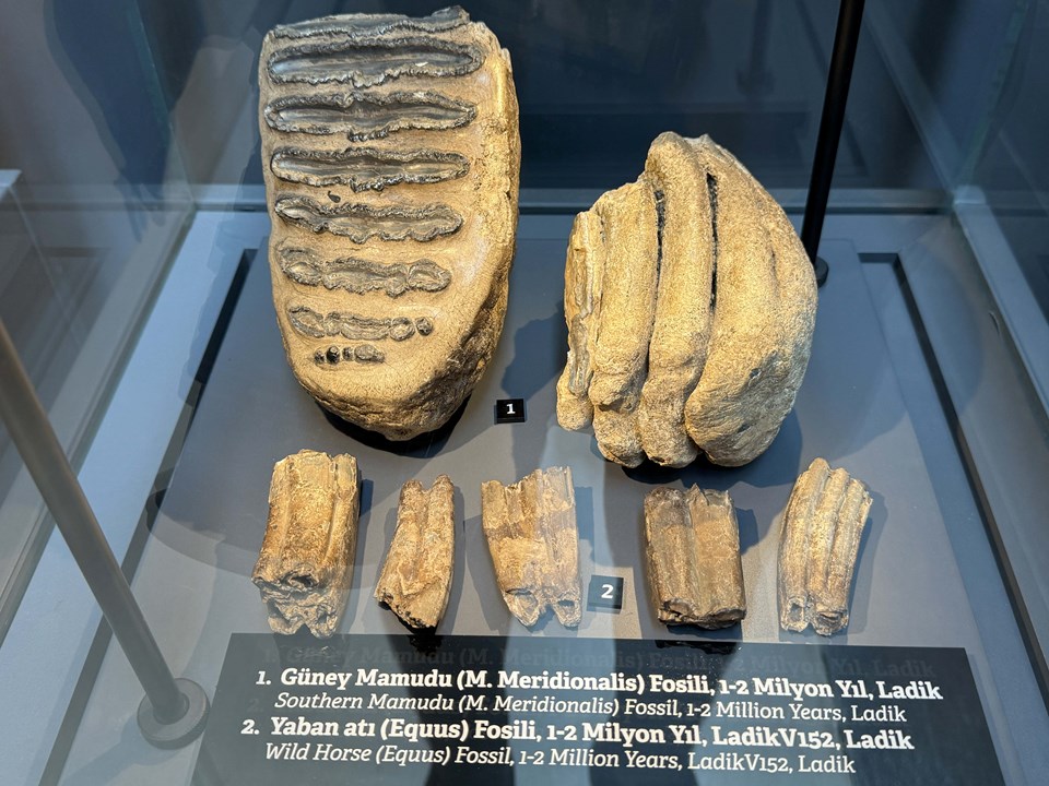 14 yıl önce tesadüfen bulunmuştu: Mamut fosilleri Samsun Müzesi'nde - 2