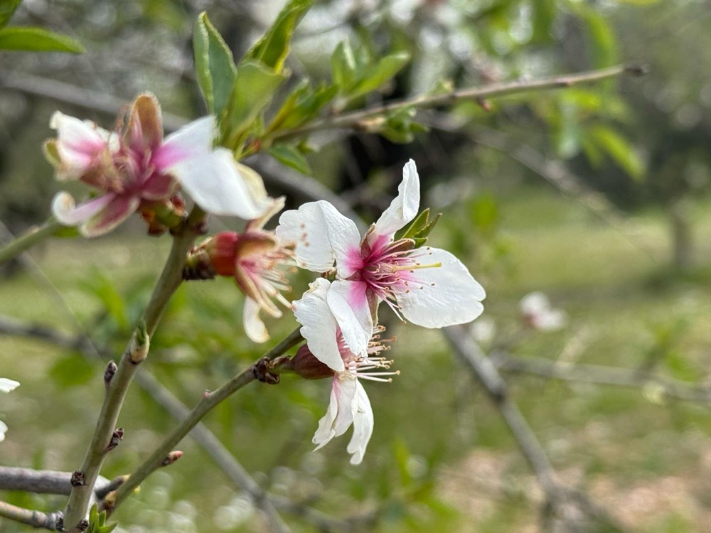 "Altın Değerinde İlk Hasat: Sezonun Müjdecisi Raflarda" 75 sN7Dc8EnXk6Z33 GAKGBBw