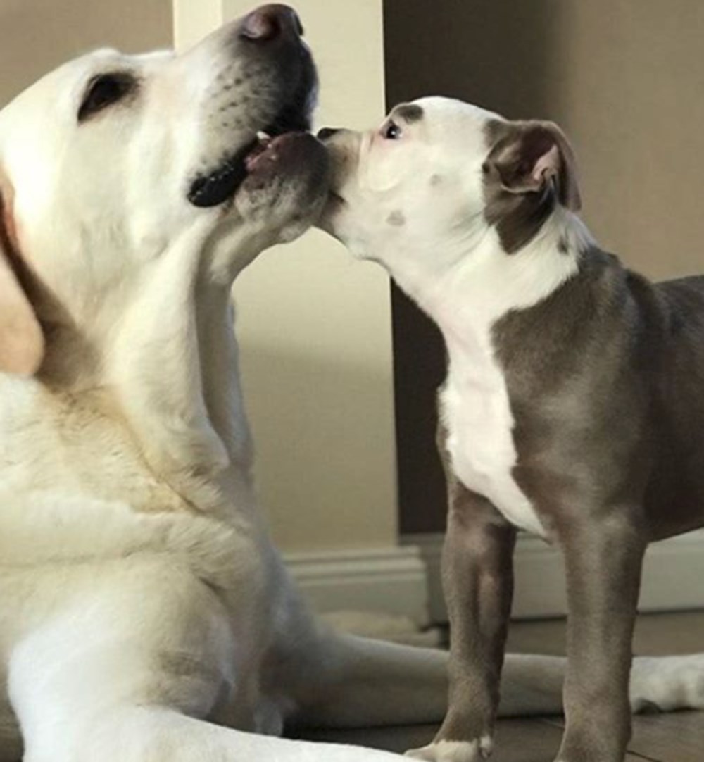 yeni fenomeni Üzgün suratlı köpek &quot;Bayan Kaş&quot; Magazin
