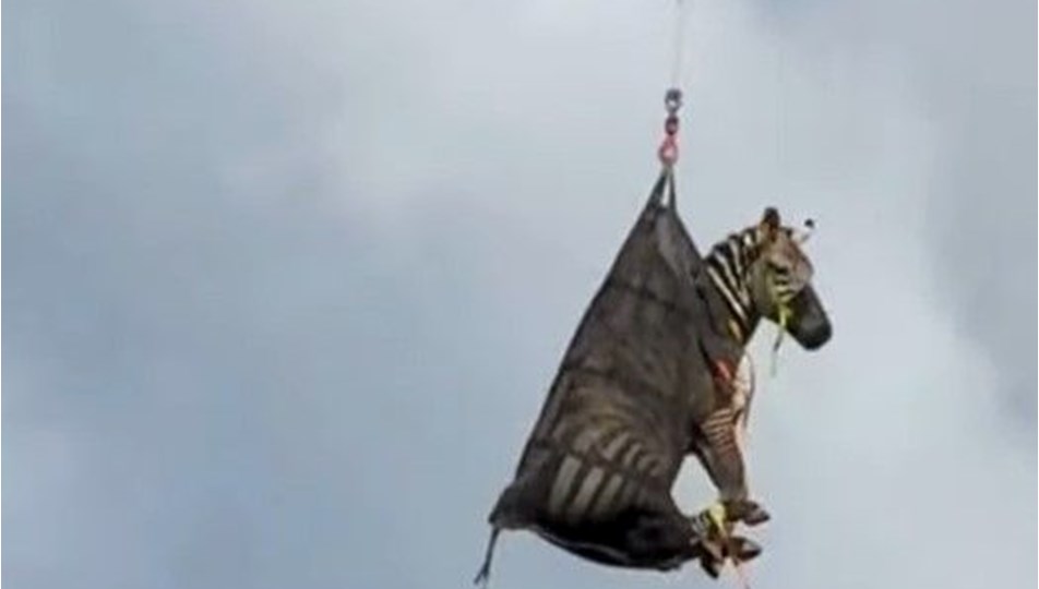 Kaçak evcil zebra, bir haftalık firarın ardından yakalandı