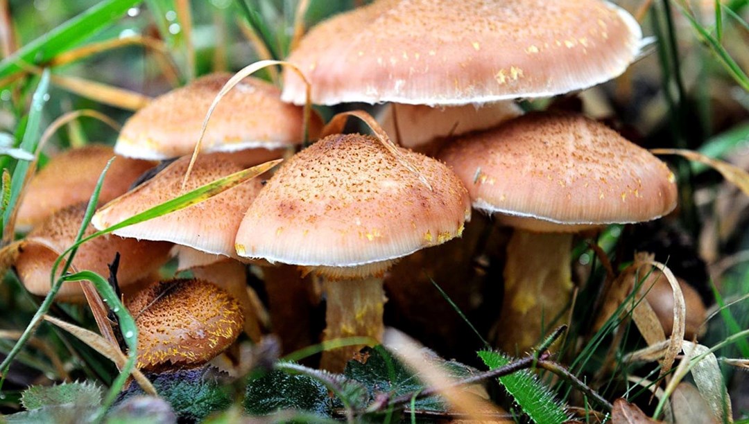 Mantarın en lezzetli hali: Doğanın süper gıdasını böyle pişirmek bağışıklığa katkı sağlıyor