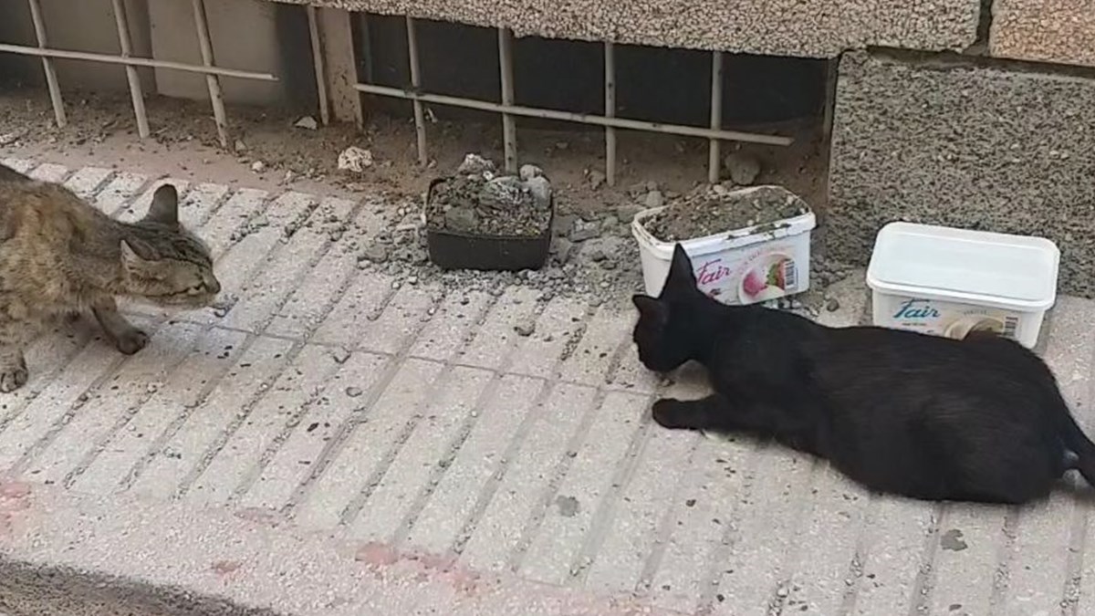 mama ve su kaplarina beton doktuler vicdansizligin fotografi