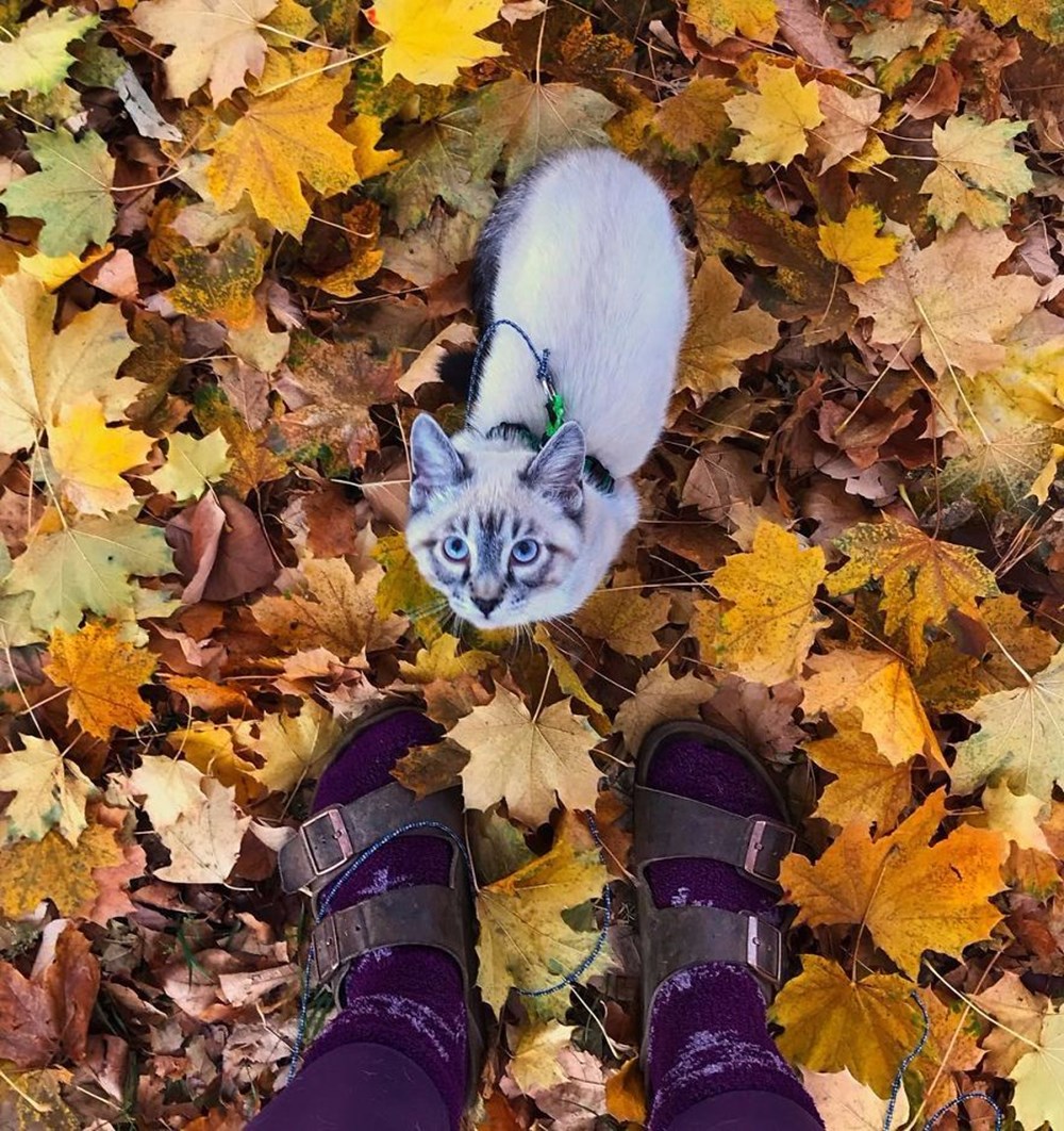 Gezgin kedi ve köpeğin kıskandıran dostluğu Magazin Haberleri NTV