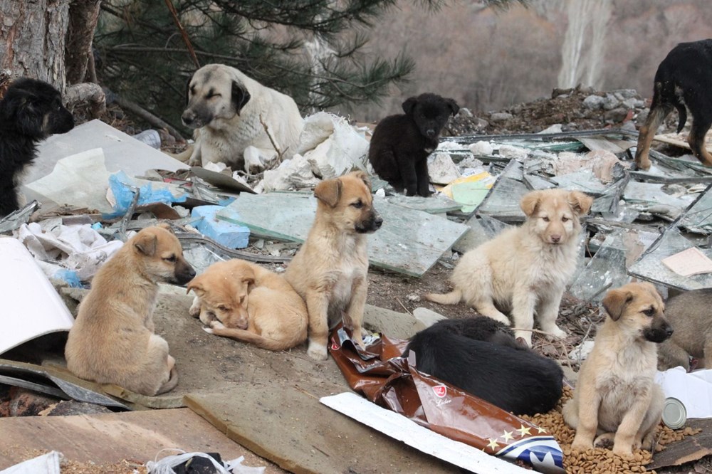 70 sokak köpeği dağlık alanda ölüme terk edildi - 5
