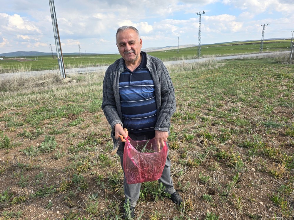 Kolesterol düşürücü özelliği varmış, ilkbaharda toplanıyor: Her yerde yetişen bitki 73 sSCHb7LB90 wKfy4uOSM0g
