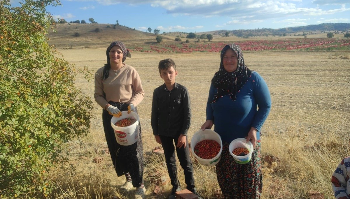 Doğadan toplaması çok zahmetli: C vitamini deposu, kışın vazgeçilmezi