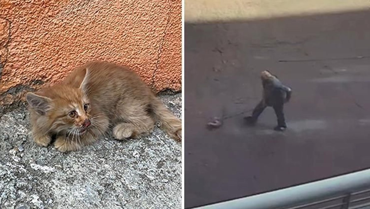 Başakşehir'de yavru kediye şiddet kamerada: Paspasla sürükleyip çöpe attı