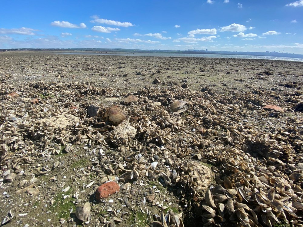 Büyükçekmece Baraj Gölü çekildi: Balıkların olduğu yerde koyunlar otluyor - 4