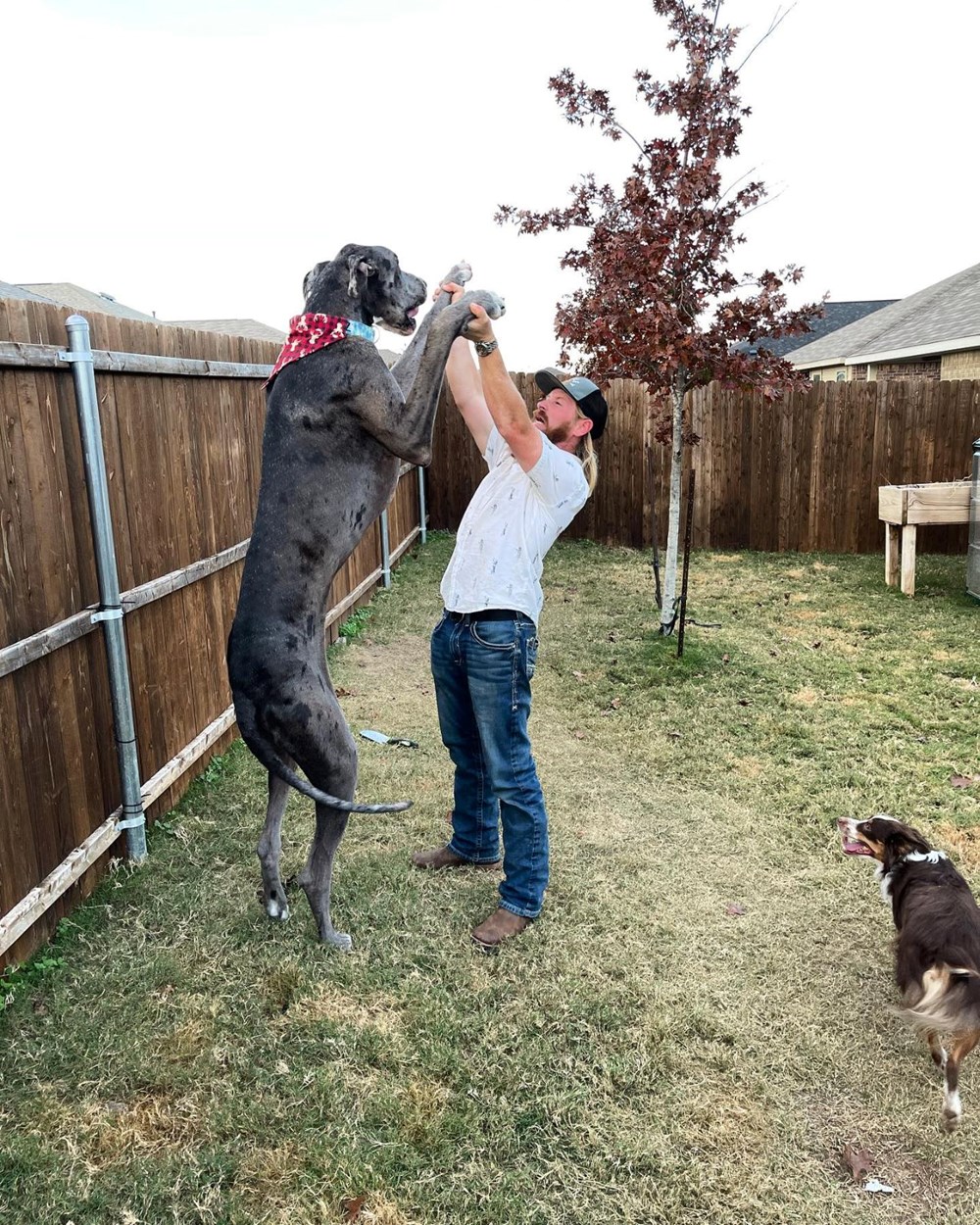 Dünyanın en uzun köpeği öldü - 1