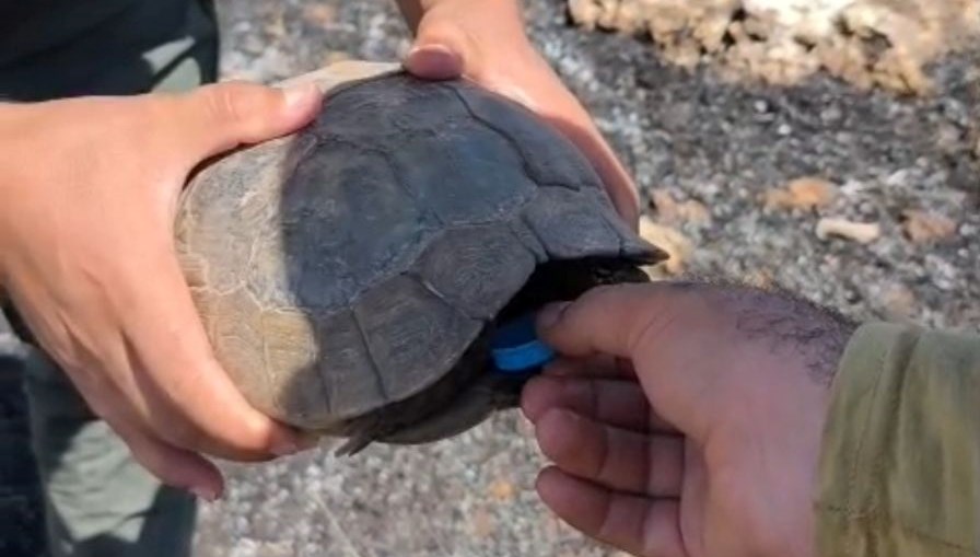 İtfaiye ekipleri kaplumbağalara su verdi
