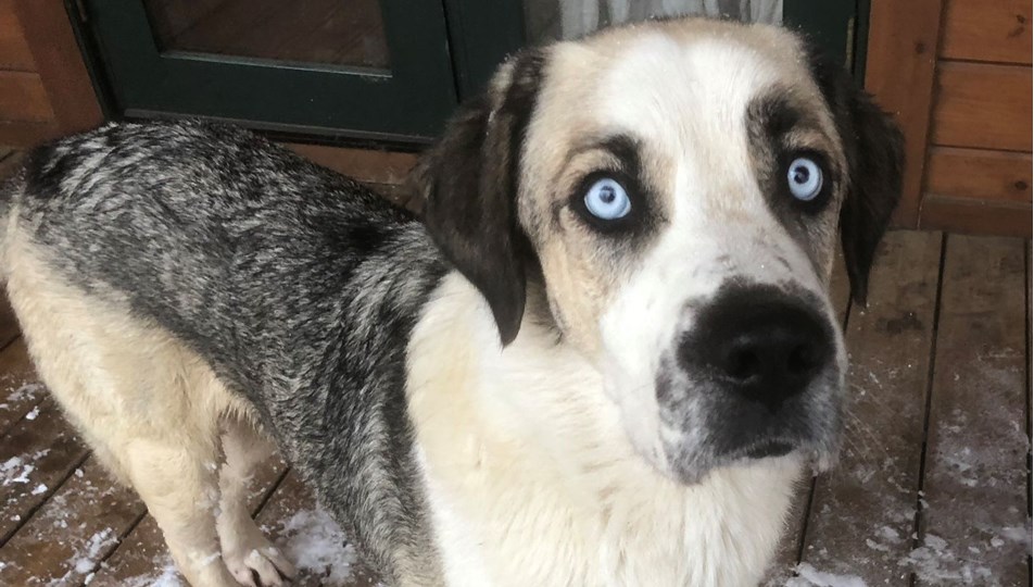 pet11 Fest x KüçükÇiftlik Bark etkinliği 3 Ekim'de KüçükÇiftlik Park'ta