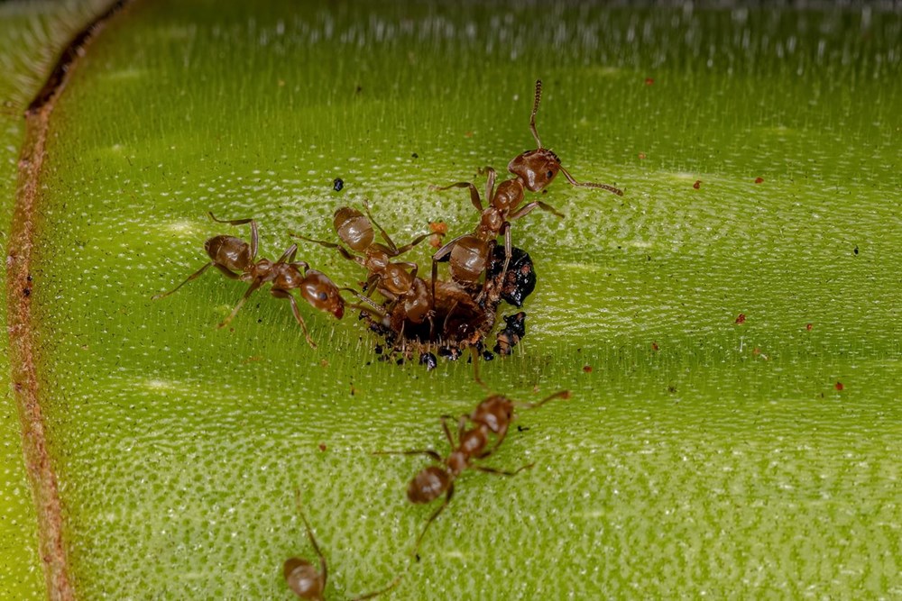 Önemli keşif: Karıncalar idrar koklayarak kanseri tespit edebiliyor - 5