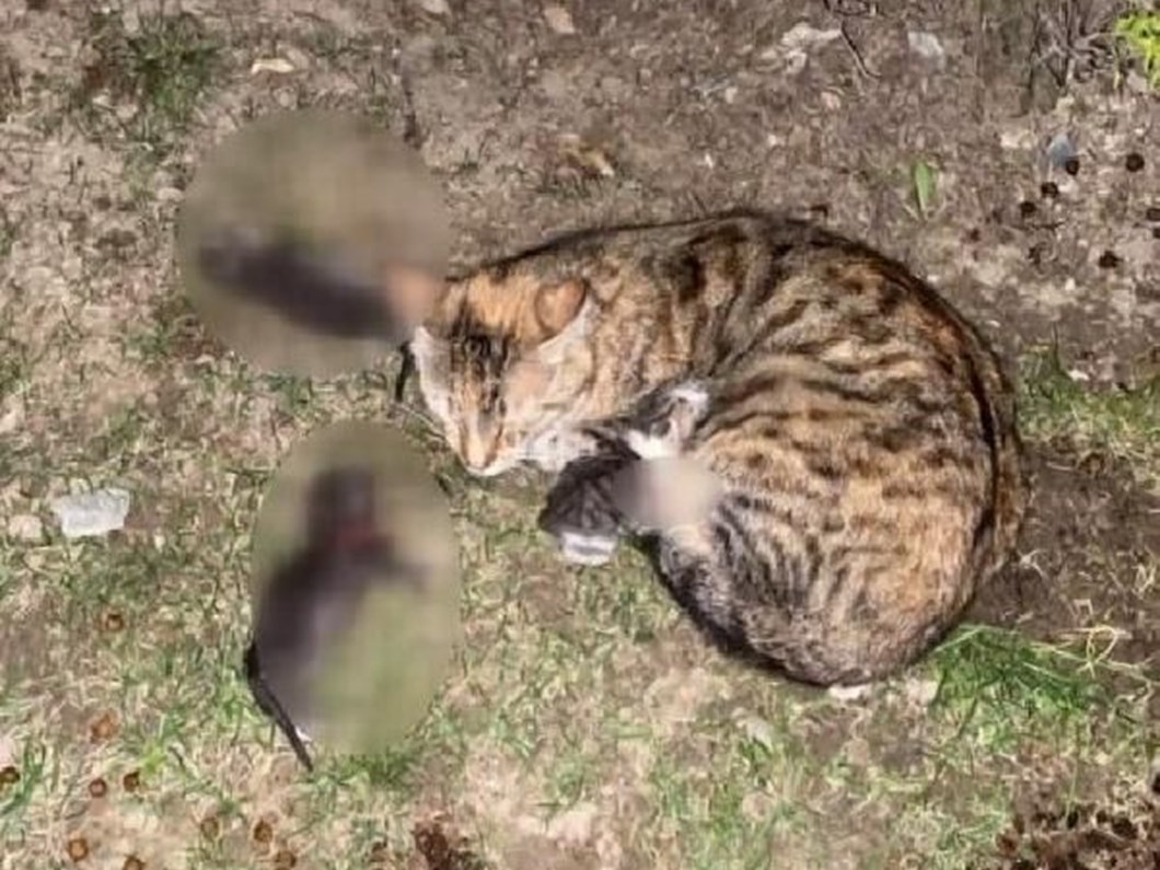 ⁂ Kedi yavrusu sesi