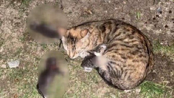Sitede Kurekli Dehset 3 Yavru Kediyi Oldurduler Son Dakika Turkiye Haberleri Ntv Haber