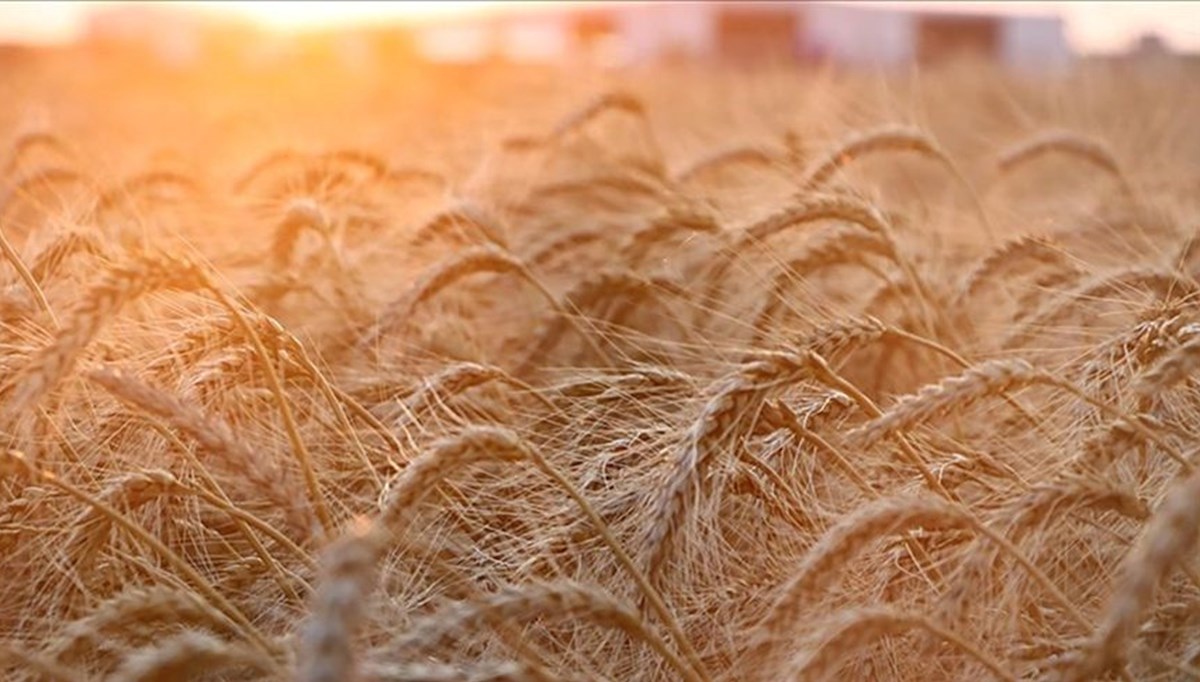 Slovakya, Ukrayna'dan tahıl ithalatını yasakladı