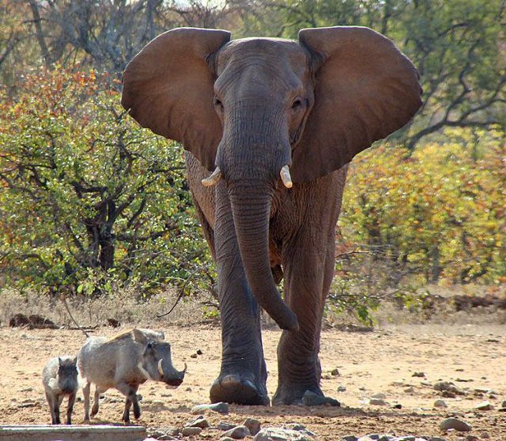Elephants are big cats. Африканский слон. Дикие слоны. Коричневый слон. Коричневые слоны.