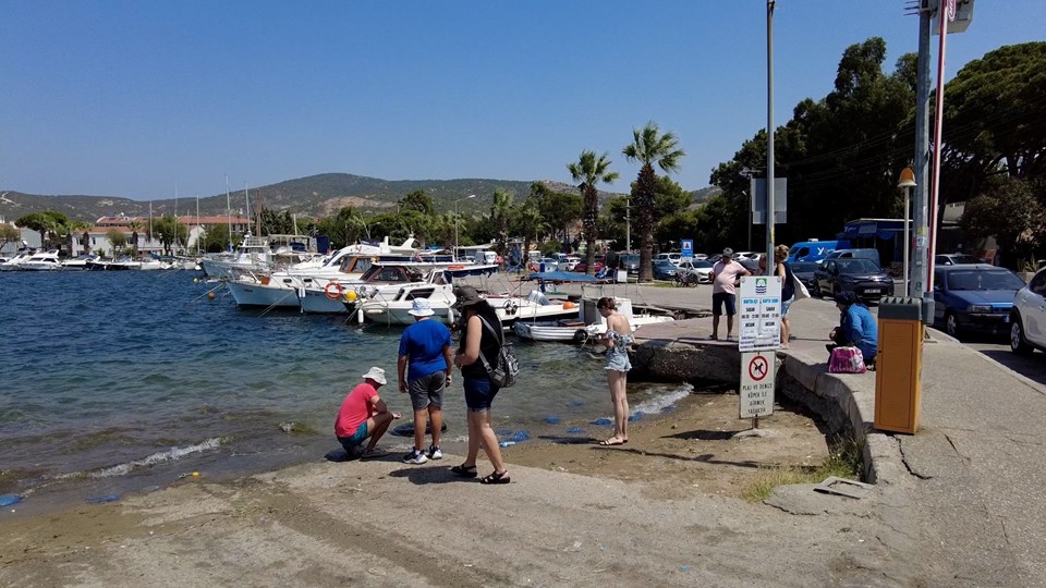 Foça'da plajları denizanası vurdu - 2