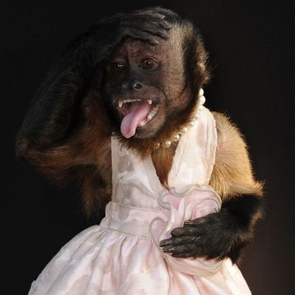Шимпанзе девушку. Обезьяна в платье. Мартышка в платье. Обезьяна в одежде. Шимпанзе в платье.