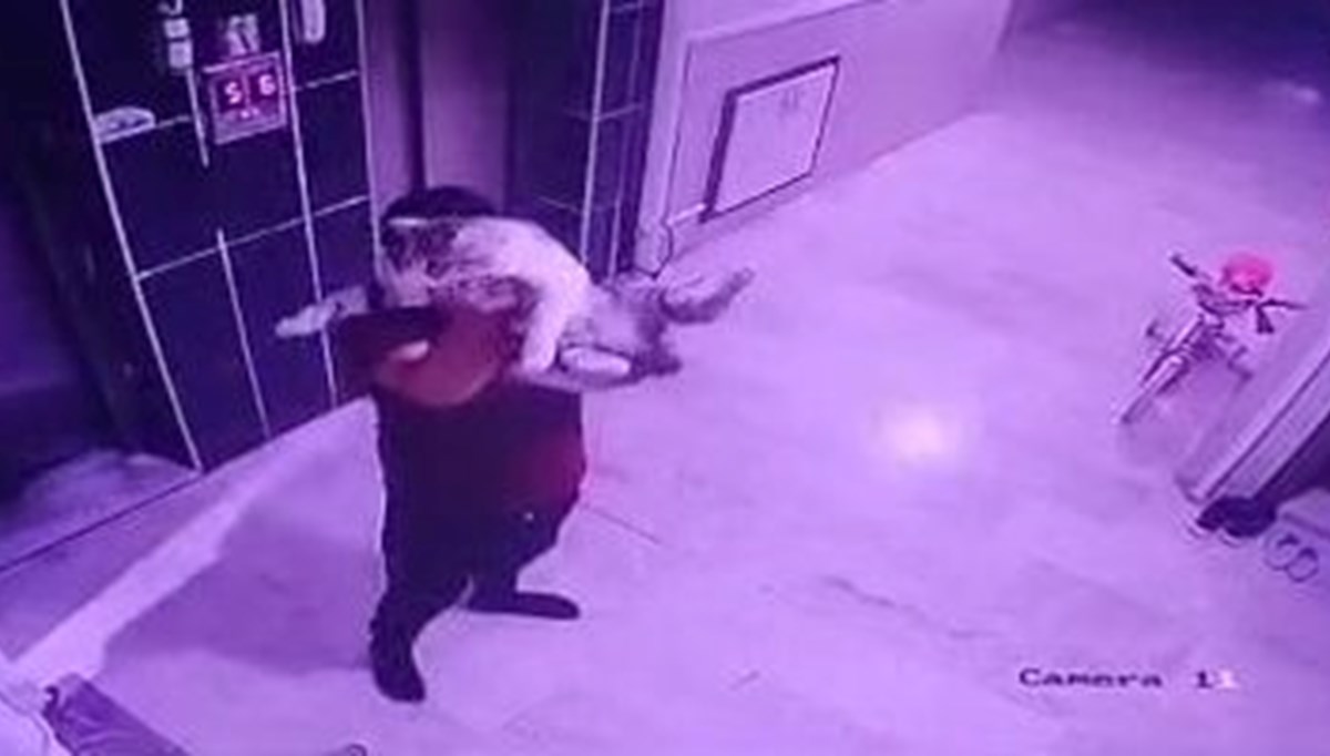 Hamile kediyi yere fırlattı!