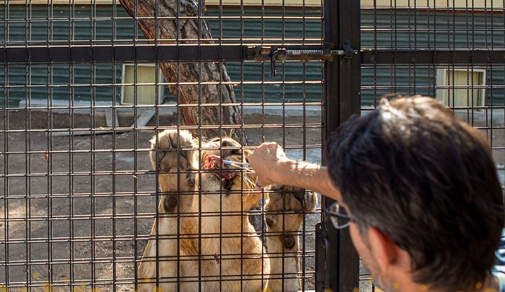 Antalya'da telli kamyonetle 'aslan safarisi'ne tepki - 4